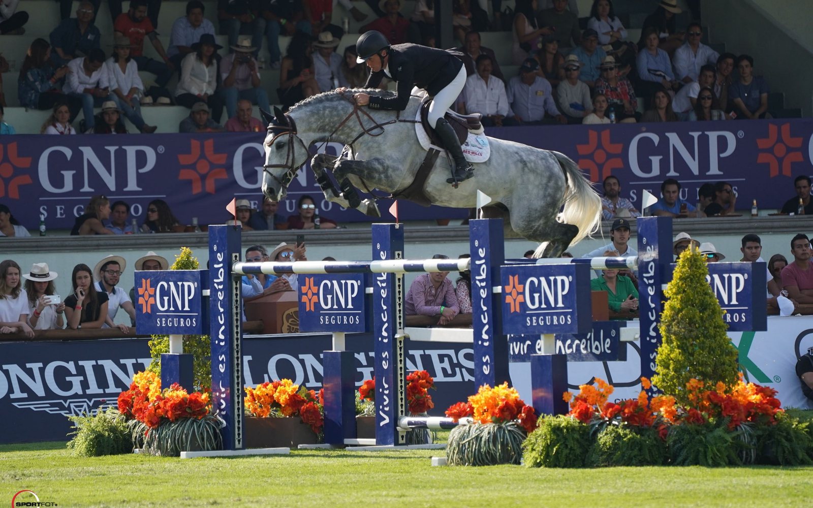 فحل رمادي من Breen Equestrian يجتاز حاجز أوكسر أمام مدرّج مكتظ بالجمهور