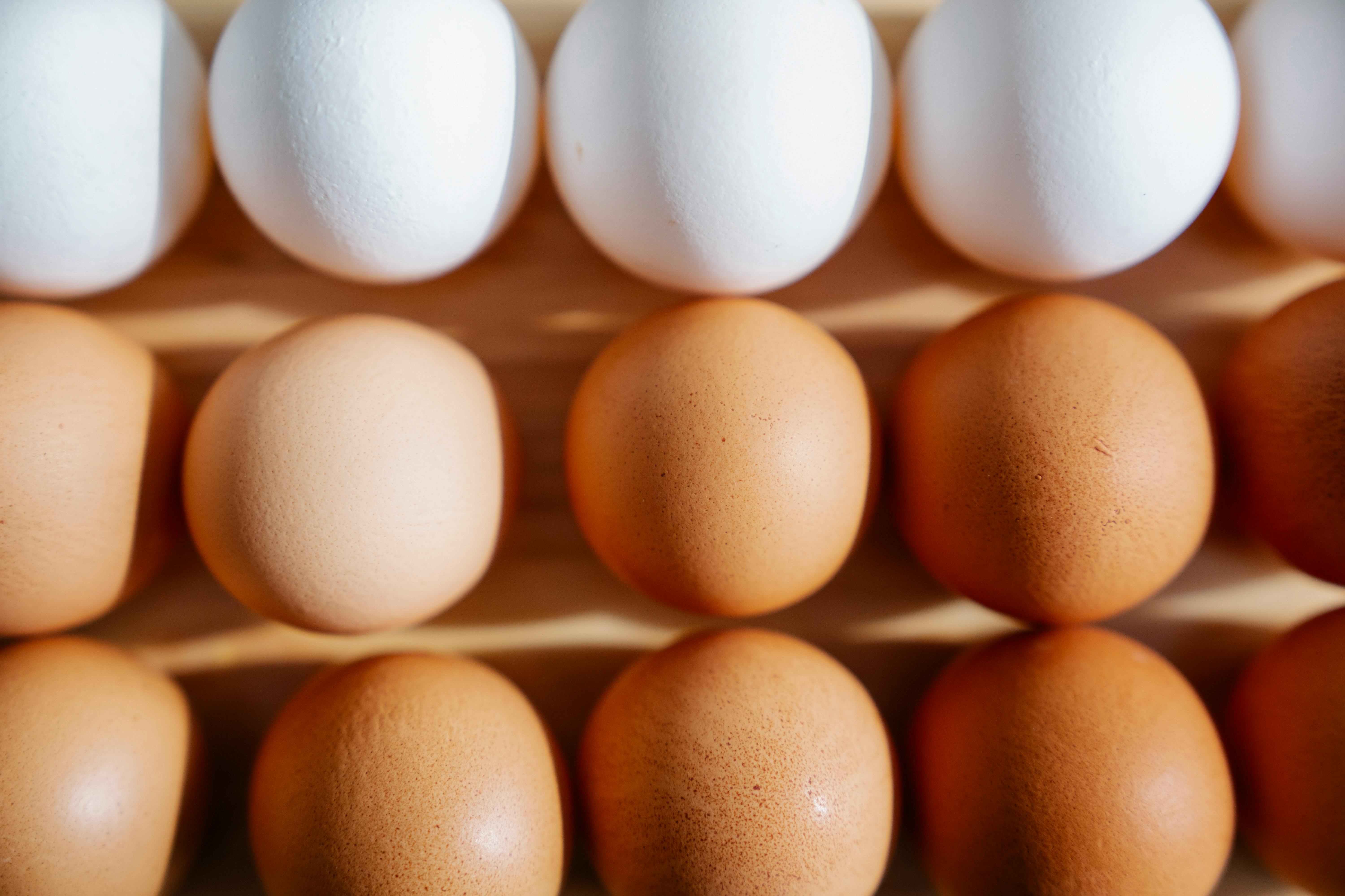 إنتاج البيض الحر لدى Stonegate Farmers