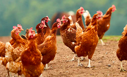 إنتاج البيض الحر في Stonegate Farmers